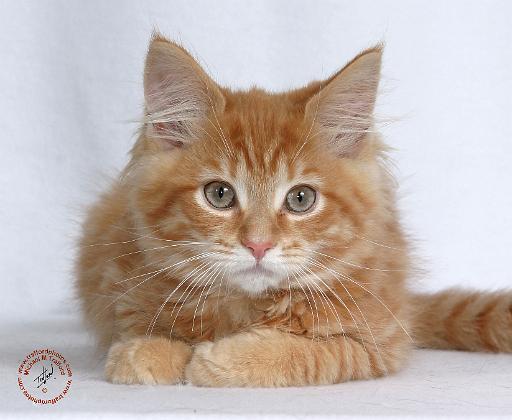 Maine Coon Kitten 9Y226D-373a.JPG